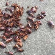 天氣變冷蟑螂都藏到哪去了呢？