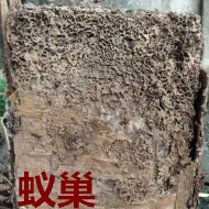 別墅墻體挖出超大白蟻巢?。?！