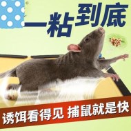 如何使用粘鼠板成功滅鼠？